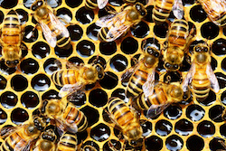 bees product
