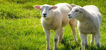 sheep product